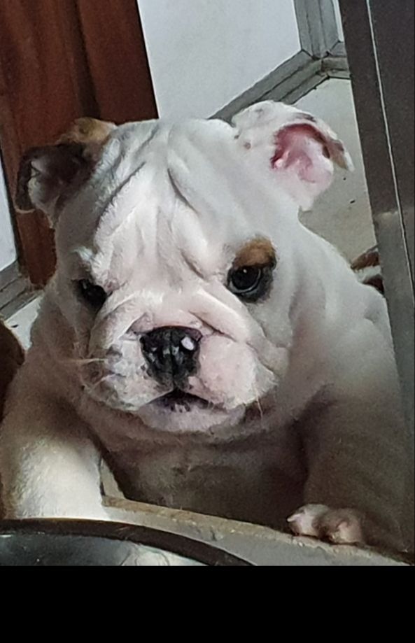 Of The Myth Of Butterfly Bull - Chiots disponibles - Bulldog Anglais